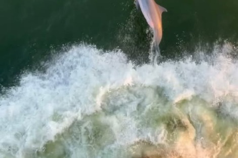 Dolphins know how to catch a free ride! These intelligent creatures often approach vessels… Dolphins know how to catch a free ride! These intelligent creatures often approach vessels…