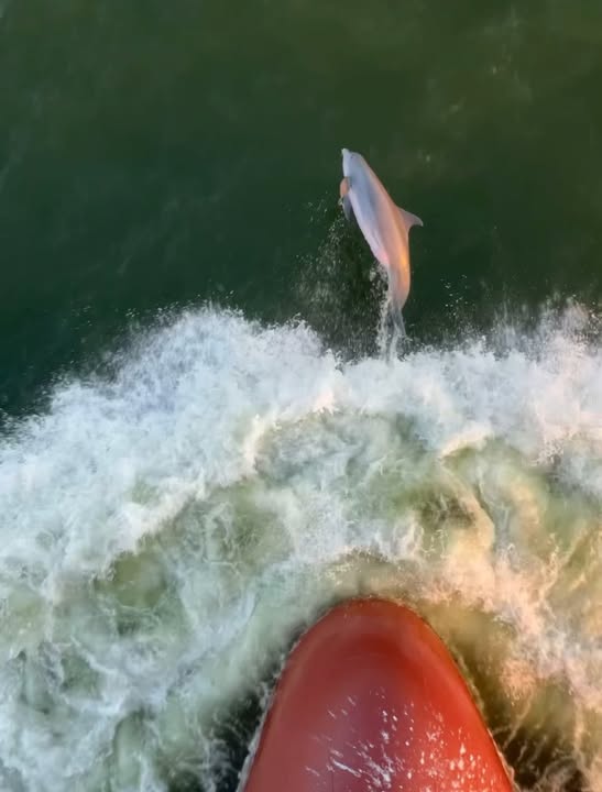 Dolphins know how to catch a free ride! These intelligent creatures often approach vessels…